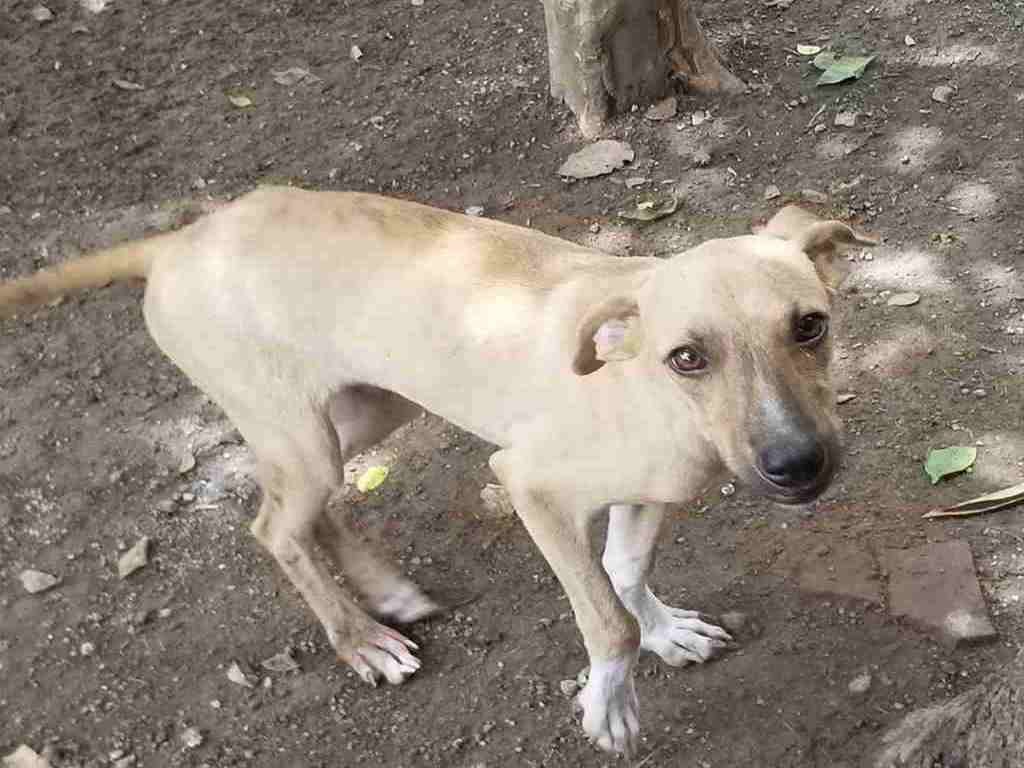 Por Favor Ayúdanos A Rescatar Peludos Maltratados O Abandonados!