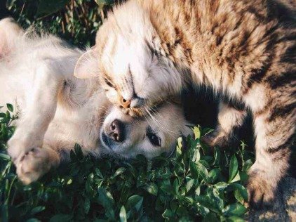 Funprao.com Perro Y Gato
