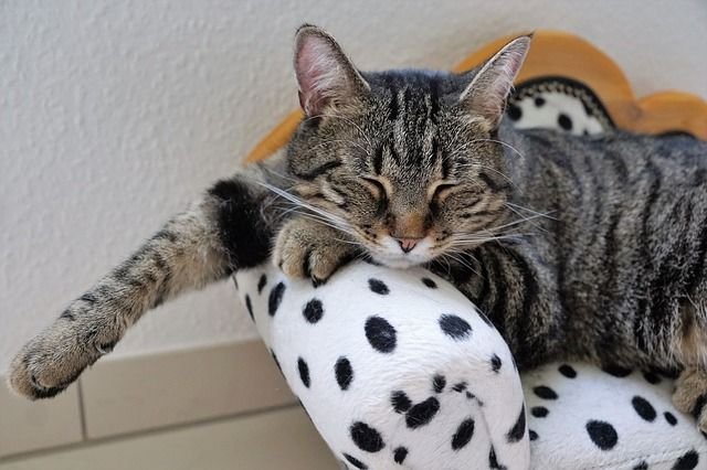 Pre Registro de Adopción En FUNPRAO Gato 1