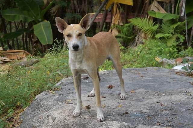Pre Registro de Adopción En FUNPRAO perro1