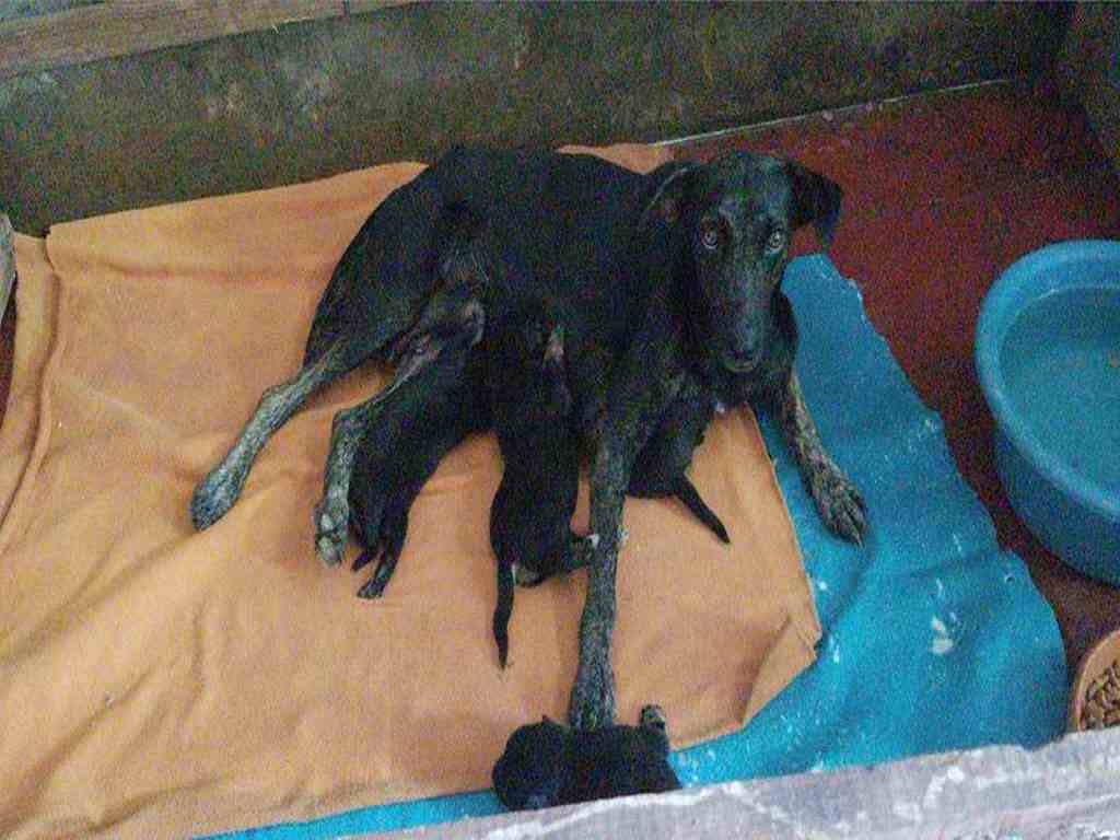 Perra amamantando cachorros