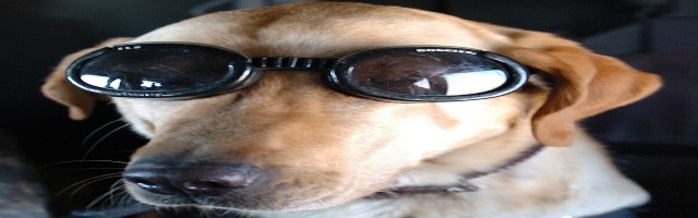 Perro con lentes oscuros