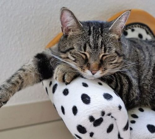 Pre Registro de Adopción En FUNPRAO Gato 1