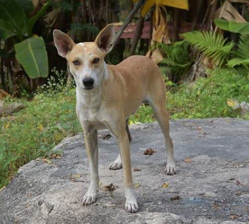 Pre Registro de Adopción En FUNPRAO perro1